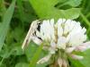 Nomophila noctuella